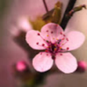 Meet your Posher, Becky